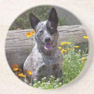 USA, California. Queensland Healer Sitting 2 Coaster