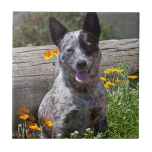 USA, California. Queensland Healer Sitting 2 Tile