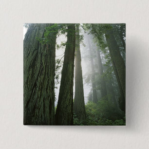 USA, California, Redwood National Park, 2 15 Cm Square Badge
