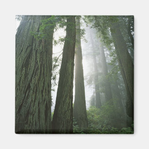 USA, California, Redwood National Park, 2 Magnet