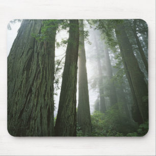 USA, California, Redwood National Park, 2 Mouse Pad