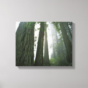 USA, California, Redwood National Park, Canvas Print