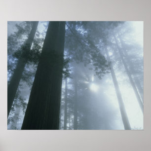 USA, California, Redwood National Park, Del Poster
