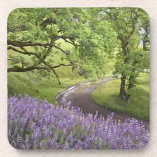 USA, California, Redwood National Park. Dirt Coaster