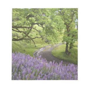 USA, California, Redwood National Park. Dirt Notepad