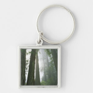 USA, California, Redwood National Park, Key Ring