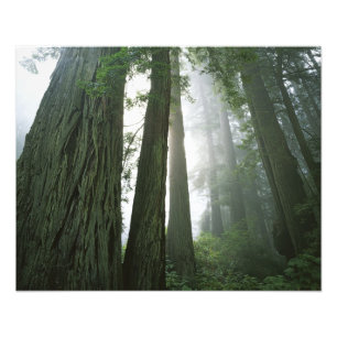 USA, California, Redwood National Park, Photo Print