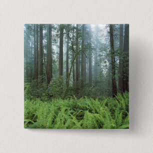 USA, California, Redwood NP. Ferns and 15 Cm Square Badge