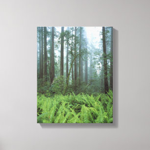 USA, California, Redwood NP. Ferns and Canvas Print