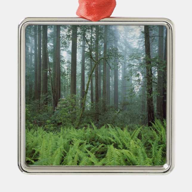USA, California, Redwood NP. Ferns and Metal Tree Decoration (Front)