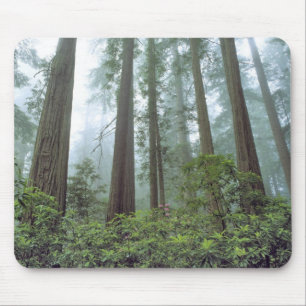 USA, California, Redwood NP. Fog filters the Mouse Pad