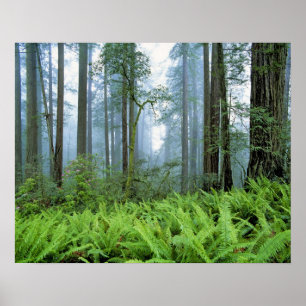 USA, California, Redwood NP. Redwood trees Poster