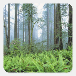 USA, California, Redwood NP. Redwood trees Square Sticker