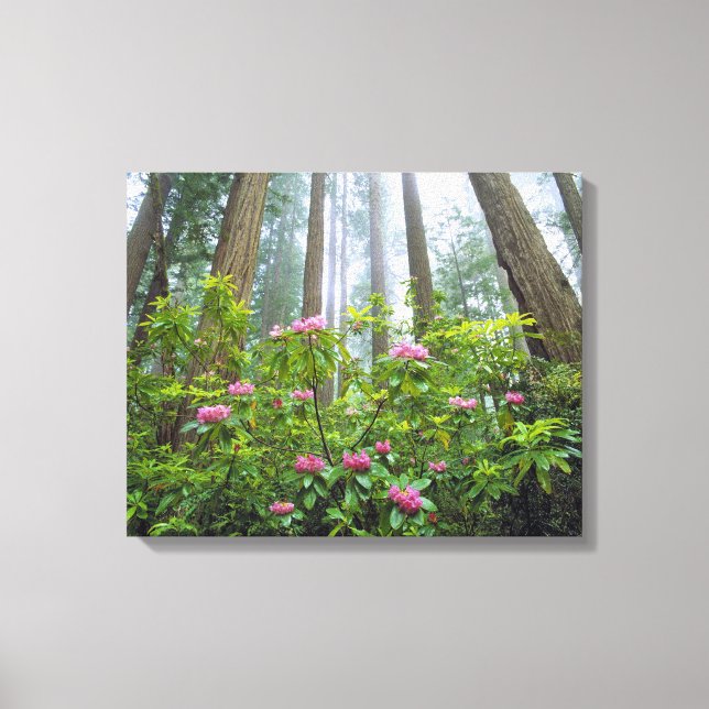 USA, California, Redwood NP. Rhododendron Canvas Print (Front)
