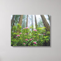 USA, California, Redwood NP. Rhododendron