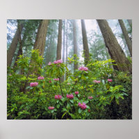 USA, California, Redwood NP. Rhododendron