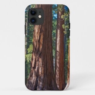 USA, California. Redwood Tree Trunks, Mariposa iPhone 11 Case