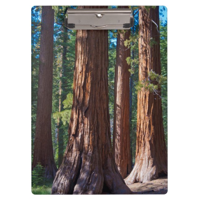 USA, California. Redwood Tree Trunks, Mariposa Clipboard (Front)
