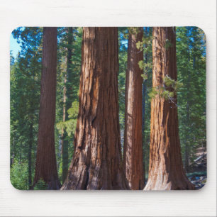 USA, California. Redwood Tree Trunks, Mariposa Mouse Pad