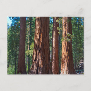 USA, California. Redwood Tree Trunks, Mariposa Postcard