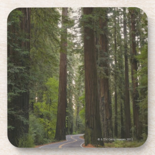 USA, California, road through Redwood forest 2 Coaster