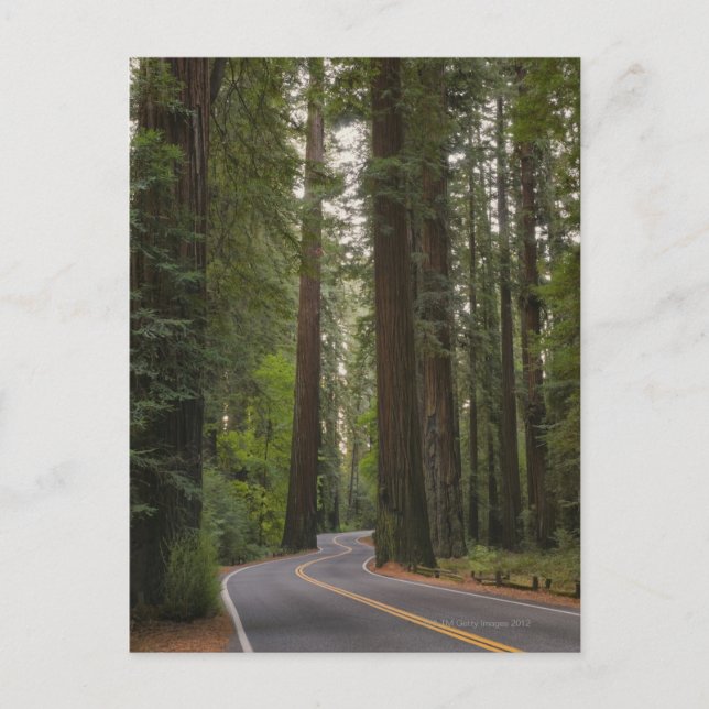 USA, California, road through Redwood forest 2 Postcard (Front)