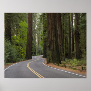 USA, California, road through Redwood forest Poster
