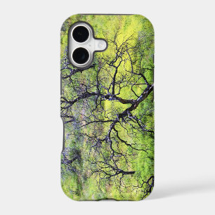 USA, California, San Diego. A burnt oak forest