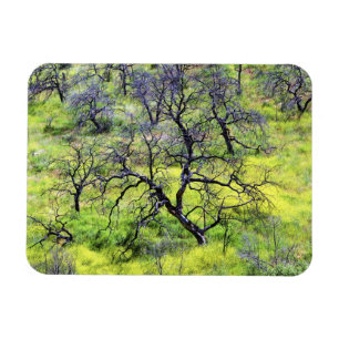 USA, California, San Diego. A burnt oak forest Magnet