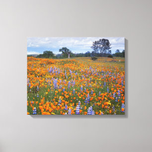 USA, California, Santa Margarita, Avenales Canvas Print