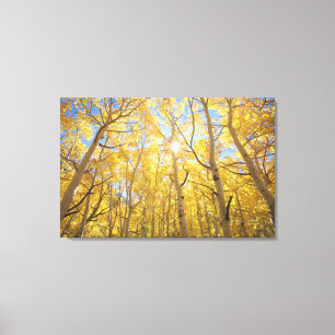 USA, California, Sierra Nevada Mountains. Fall Canvas Print