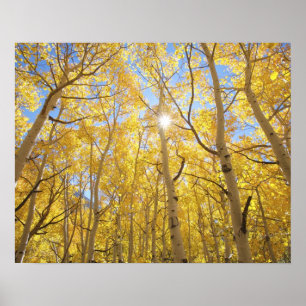 USA, California, Sierra Nevada Mountains. Fall Poster