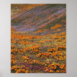 USA, California, Tehachapi Mountains, 2 Poster