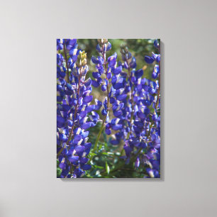USA, California. Wildflower Bloom Close Up Canvas Print