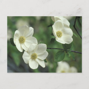 USA, California, Yosemite NP, along Merced Postcard