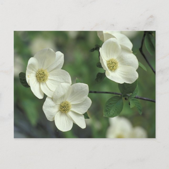 USA, California, Yosemite NP, along Merced Postcard (Front)