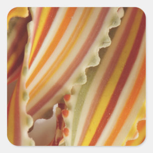 USA. Close-up of dried rainbow pasta noodles. Square Sticker