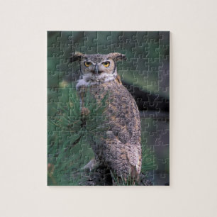 USA, CO, Colorado Springs. Great Horned Owl Jigsaw Puzzle