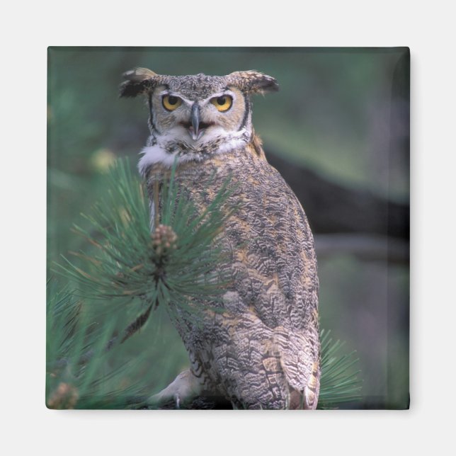 USA, CO, Colorado Springs. Great Horned Owl Magnet (Front)