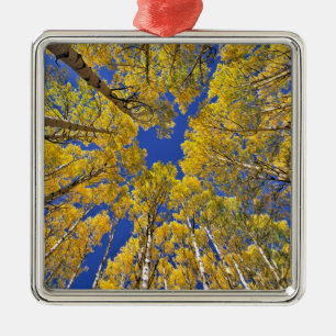 USA, Colorado, Aspen area. Aspen forest in fall Metal Tree Decoration