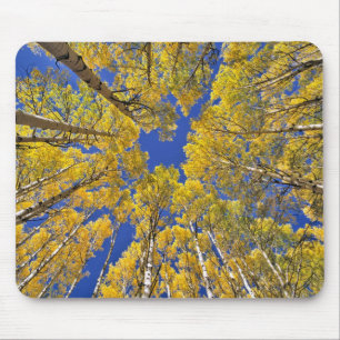 USA, Colorado, Aspen area. Aspen forest in fall Mouse Pad