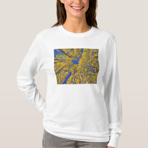 USA, Colorado, Aspen area. Aspen forest in fall T-Shirt