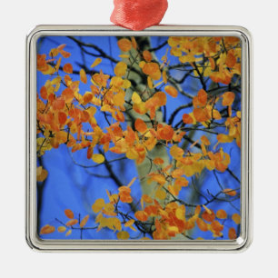 USA, Colorado. Aspen leaves that have taken Metal Tree Decoration