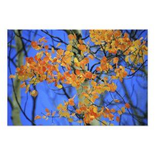 USA, Colorado. Aspen leaves that have taken Photo Print
