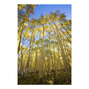 USA, Colorado, Autumn Aspens Along the Last Photo Print