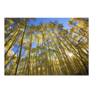 USA, Colorado, Autumn Aspens Along the Last Photo Print