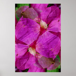 USA, Colorado, Boulder. Clematis flower montage Poster