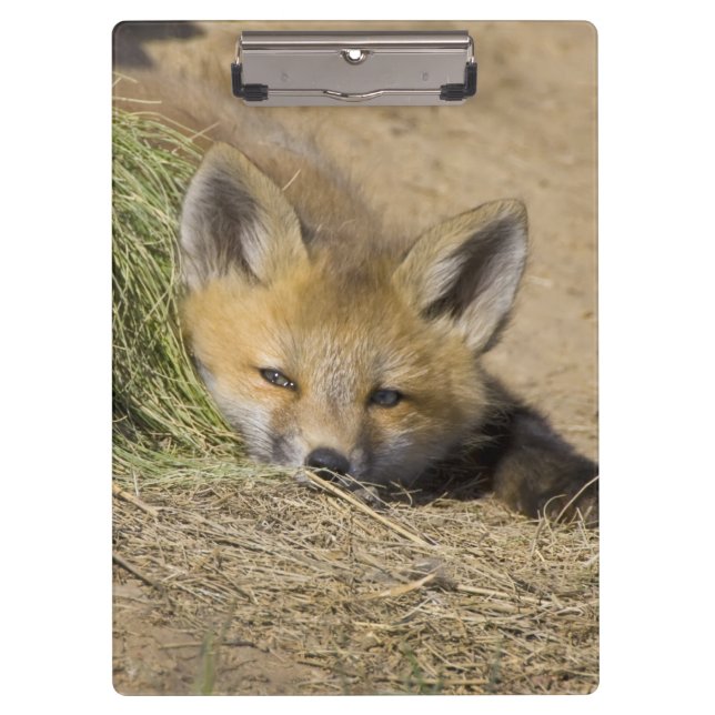 USA, Colorado, Breckenridge. Alert red fox Clipboard (Front)