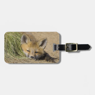 USA, Colorado, Breckenridge. Alert red fox Luggage Tag