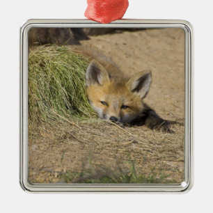 USA, Colorado, Breckenridge. Alert red fox Metal Tree Decoration